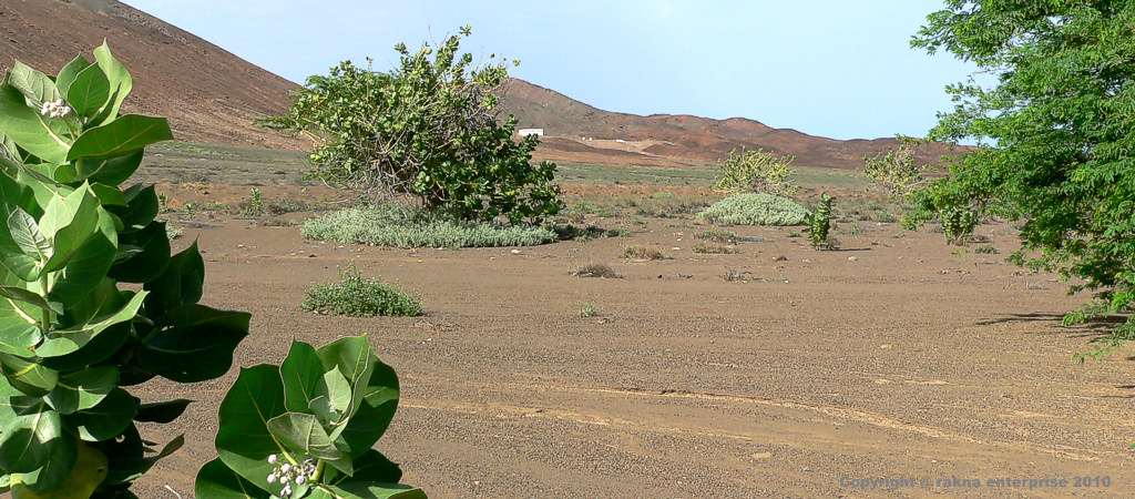 Kapverdische-Insel-Sal-Norden der Osten Vegetation