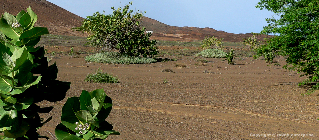 Kapverdische-Insel-Sal-Norden der Osten einheimische Vegetation